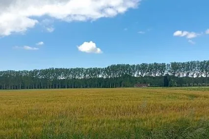 a barley field with a poplar treeline on the horizon